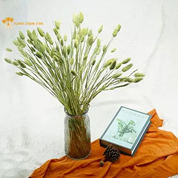 50 adet Doğal Kurutulmuş Taş Çim Phalaris Korunmuş Çiçek Buketi Oturma Odası Hoom Boho Dekor Dekorasyon Ev Modern Süslemeler