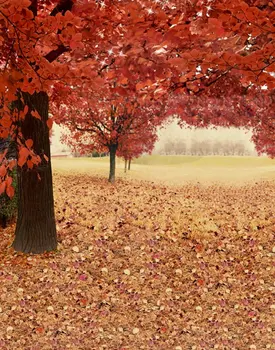 5x7ft Sonbahar Güz Kırmızı Yapraklar Ağacı Fotoğraf Arka Planında Fotoğraf Sahne Stüdyo Arka Plan